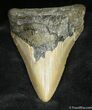 Megalodon Tooth From SC #932-1
